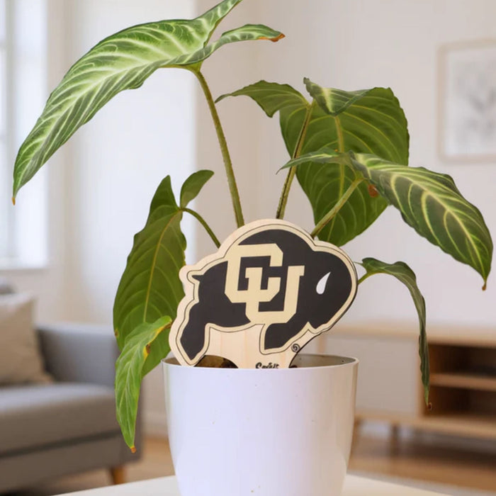 University of Colorado Buffalo Color Plant Stake