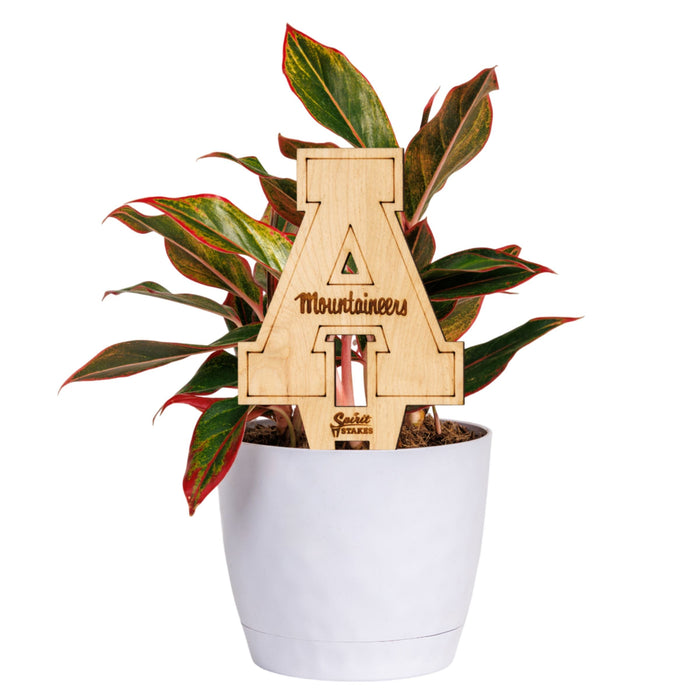 Appalachian State University Natural Wood Plant Stake