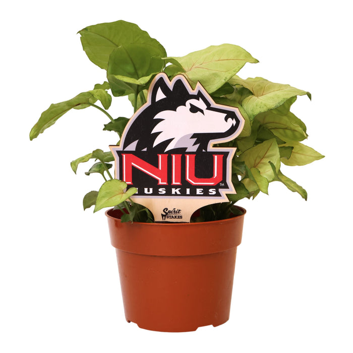 Northern Illinois University Logo Color Plant Stake