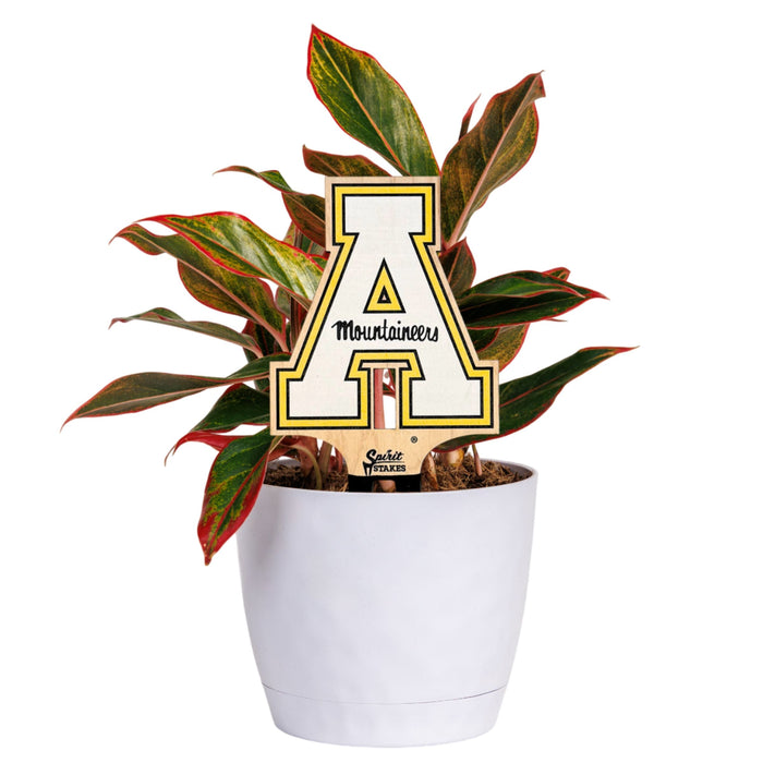 Appalachian State University Color Plant Stake