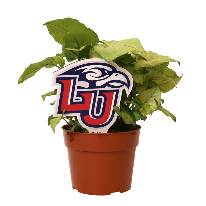 Liberty University Color Plant Stake