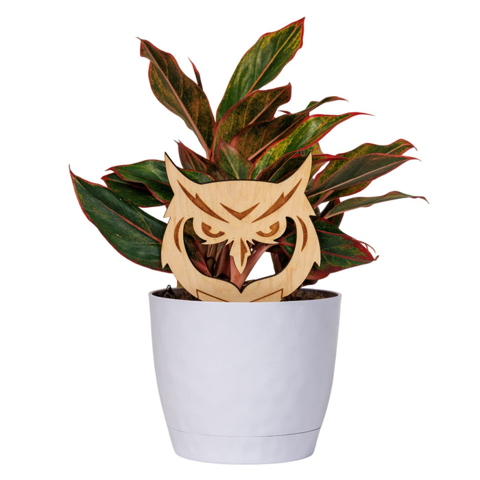 Kennesaw State University Owl Head Natural Wood Plant Stake