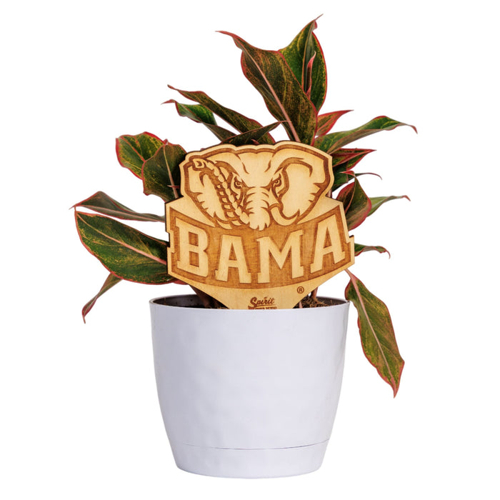 University of Alabama Big Al Natural Wood Plant Stake
