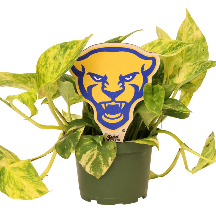 University of Pittsburgh Roc Color Plant Stake