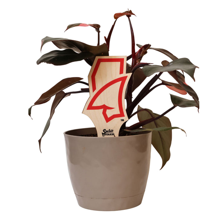 University of Mississippi Landshark Color Plant Stake