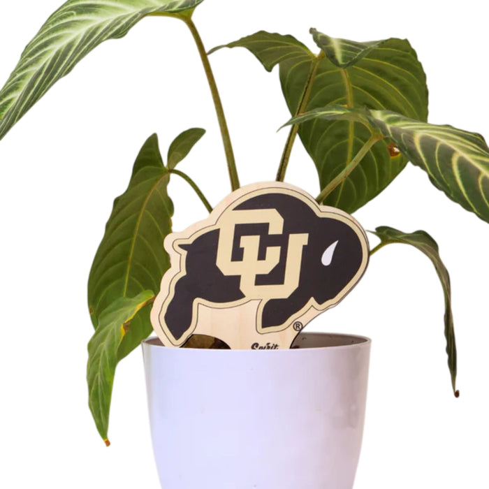 University of Colorado Buffalo Color Plant Stake