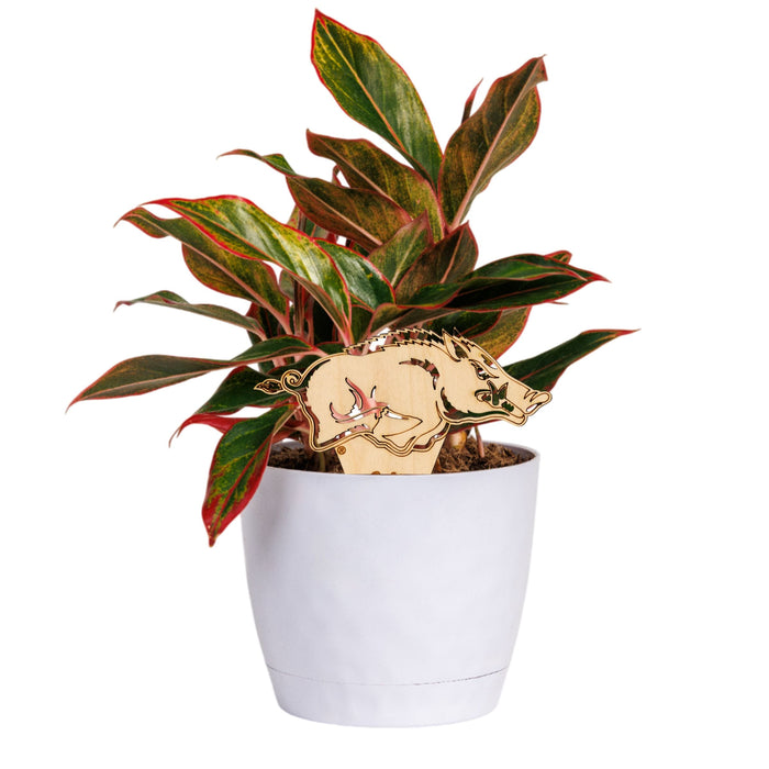 University of Arkansas Running Razorback Natural Wood Plant Stake