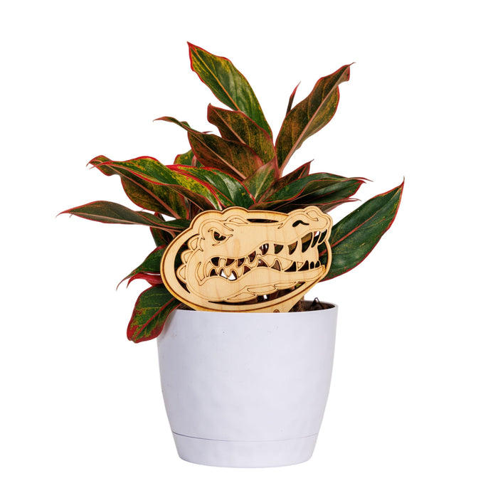 University of Florida Gator Head Natural Wood Plant Stake