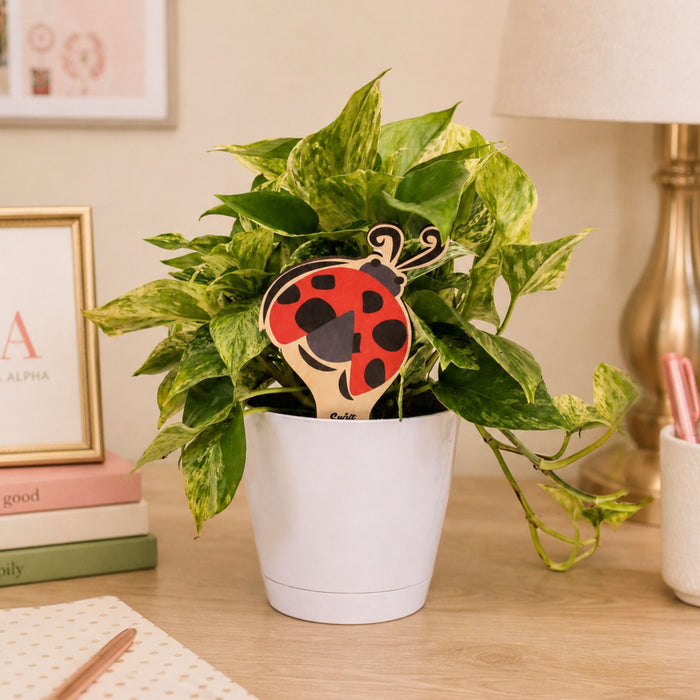 Alpha Sigma Alpha Ladybug Color Plant Stake