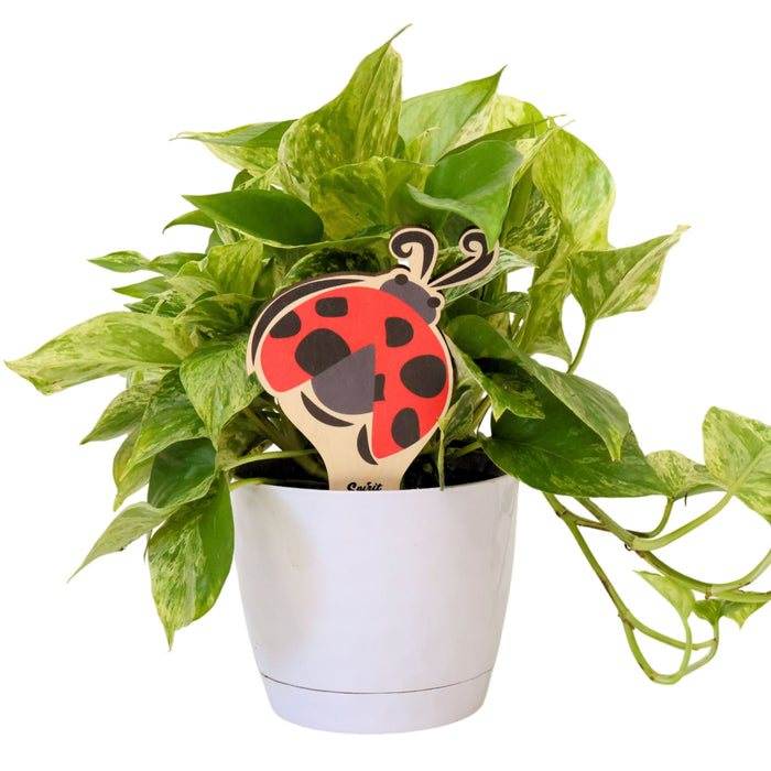 Alpha Sigma Alpha Ladybug Color Plant Stake