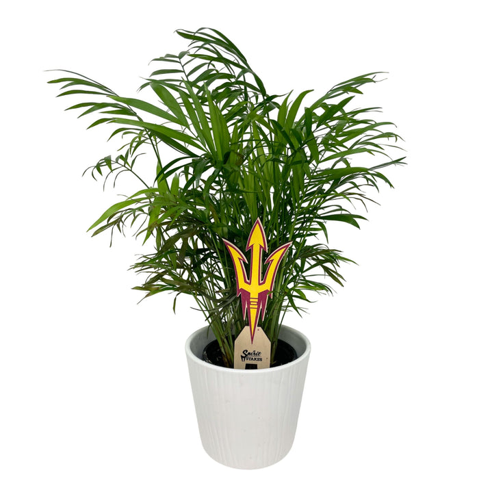 Arizona State Pitchfork Color Plant Stake