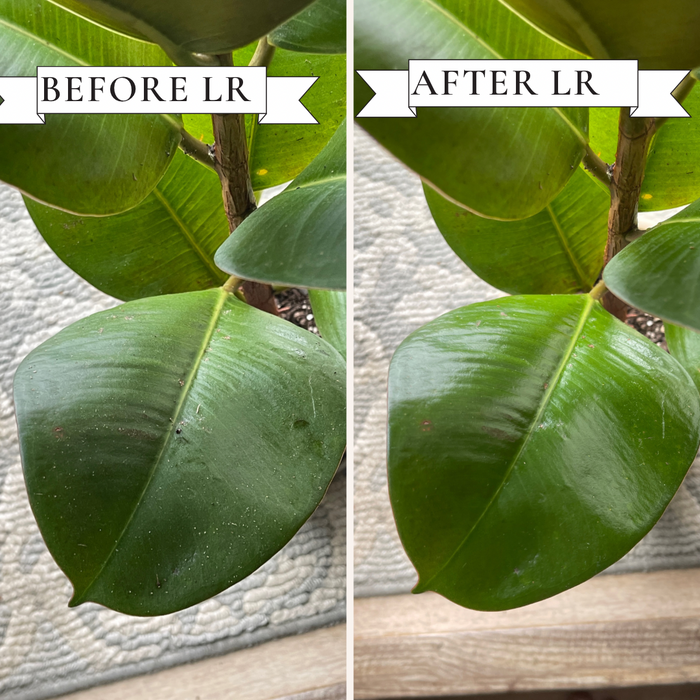 Leaf Radiance - Wholesale - Case of 16