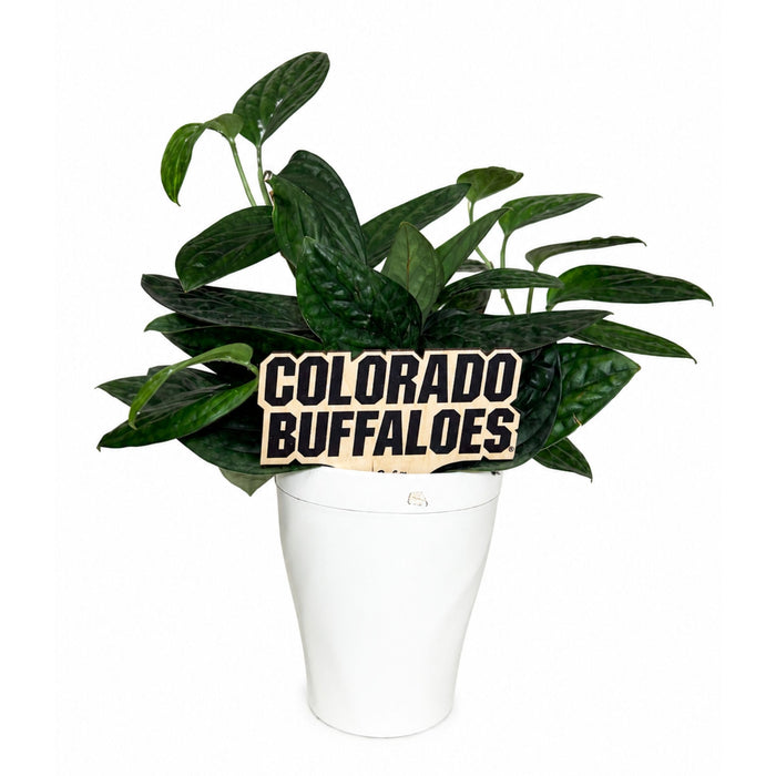 University of Colorado Color Plant Stake