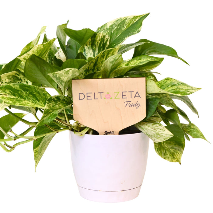 Delta Zeta Sign Color Plant Stake