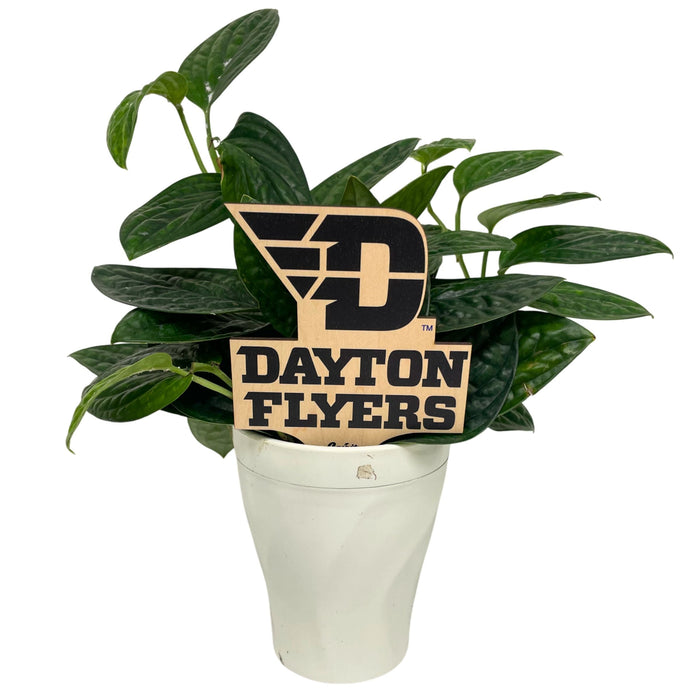 University of Dayton Color Plant Stake
