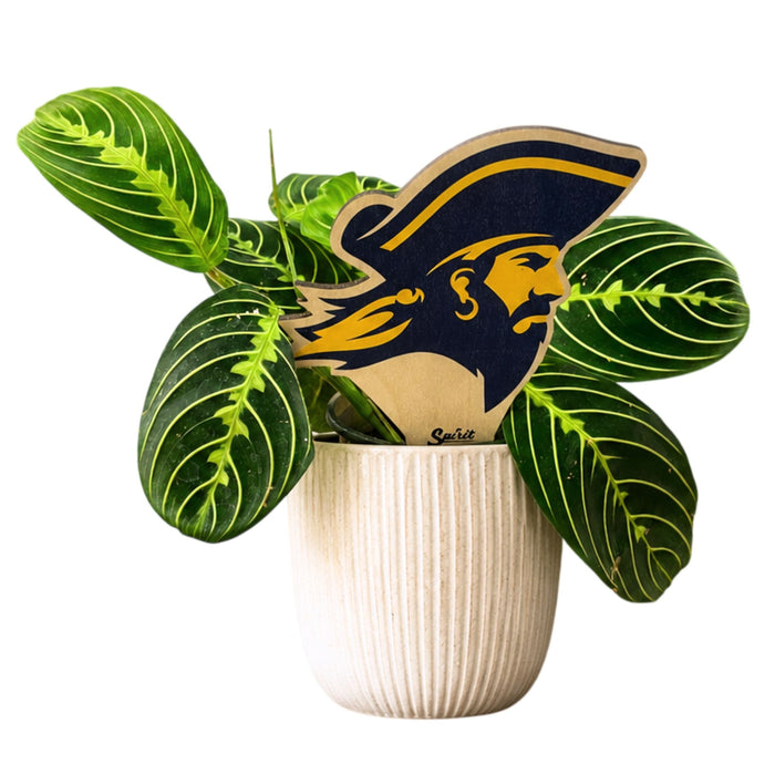 East Tennessee State University Buccaneer Color Plant Stake