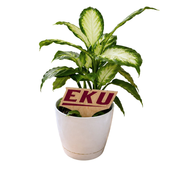 Eastern Kentucky 'EKU' Color Plant Stake