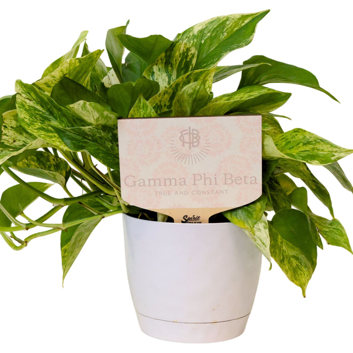 Gamma Phi Beta Motto Color Plant Stake