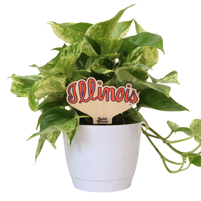 University of Illinois Script Color Plant Stake