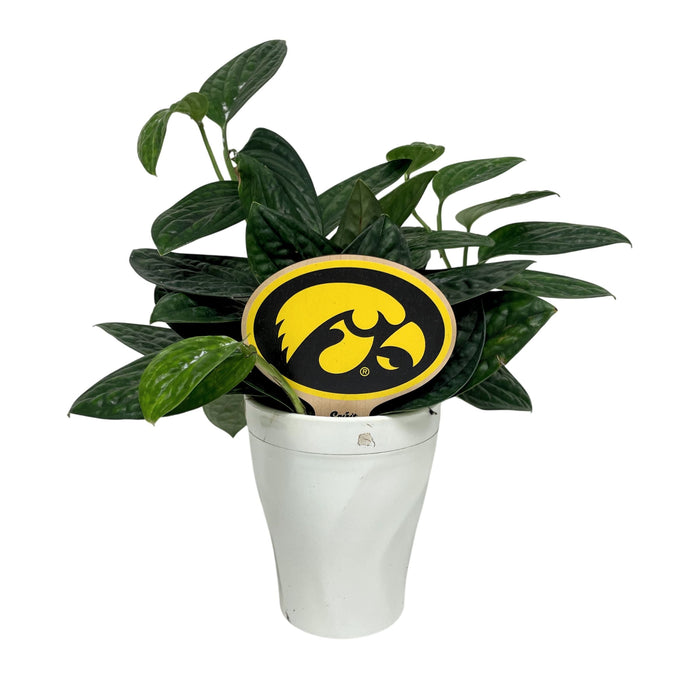Iowa Hawkeye Color Plant Stake