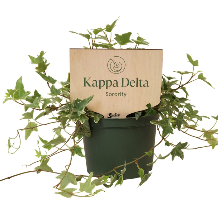 Kappa Delta Shell Color Plant Stake