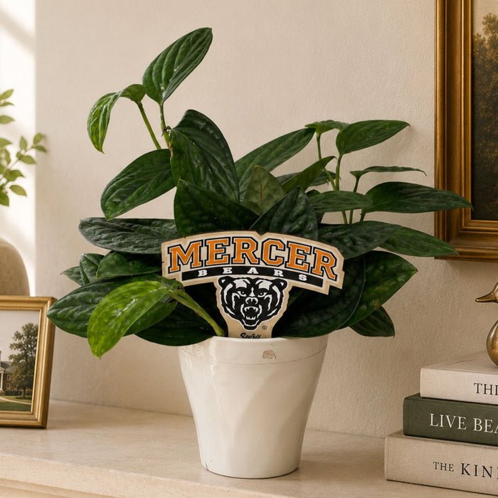 Mercer Bears Color Plant Stake