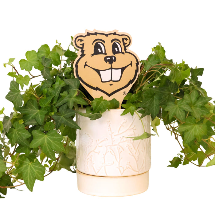 University of Minnesota Gopher Head Color Plant Stake