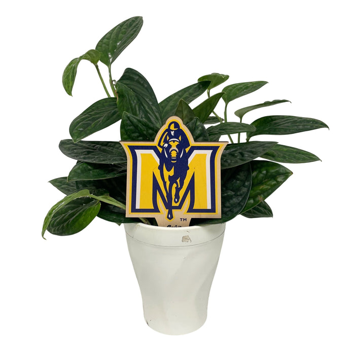 Murray State "M" Color Plant Stake