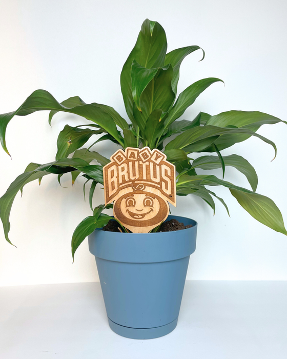 The Ohio State University Baby Brutus Natural Wood Plant Stake