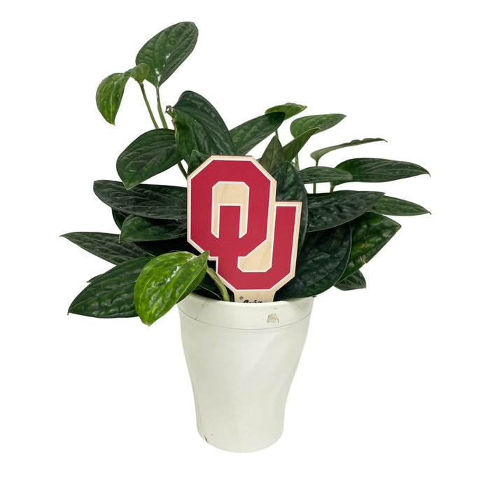University of Oklahoma OU Color Plant Stake