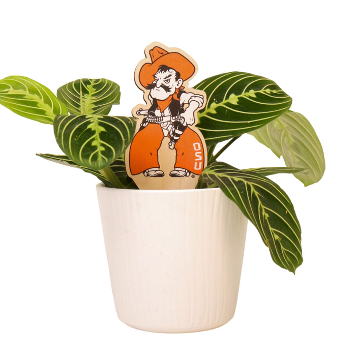 Oklahoma State Pistol Pete Color Plant Stake