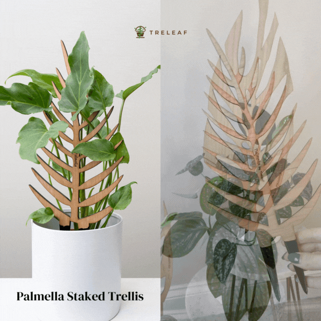 plant trellis Palmella