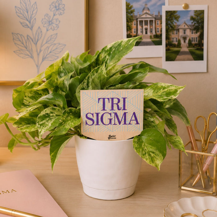 Tri Sigma Color Plant Stake