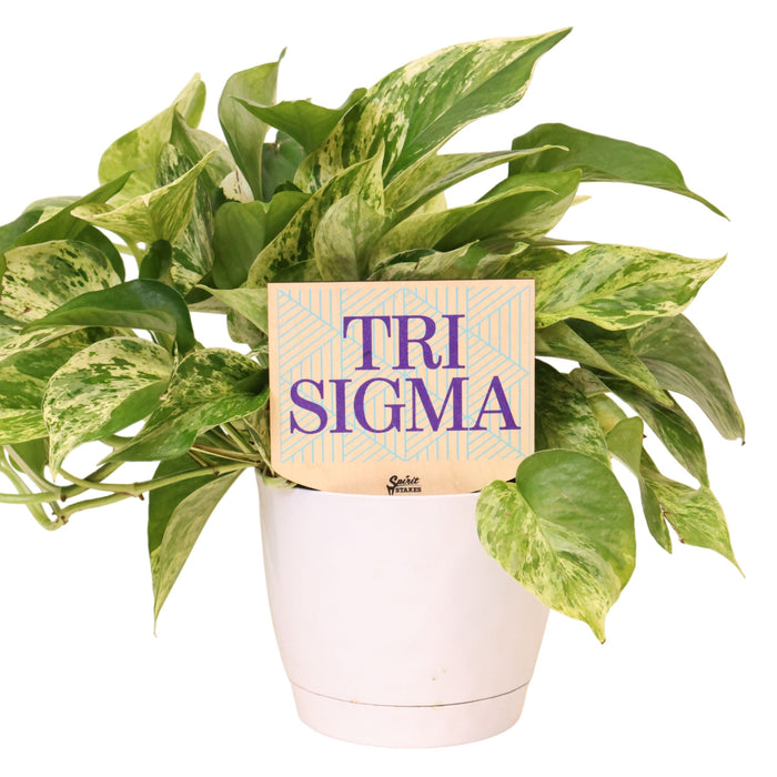 Tri Sigma Color Plant Stake