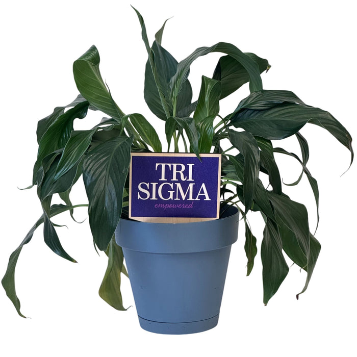 Tri Sigma Empowered Color Plant Stake
