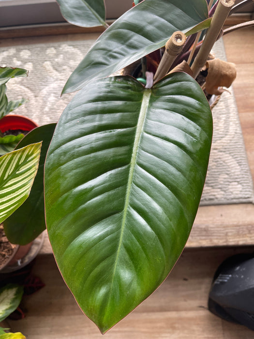 Leaf Radiance - Wholesale - Case of 16
