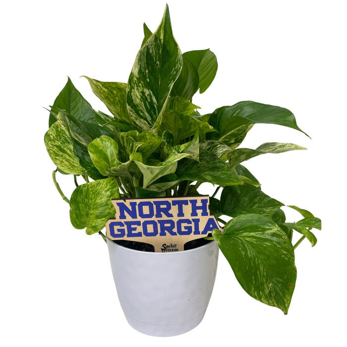 University of North Georgia Color Plant Stake