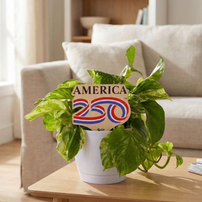 America 250 Color Plant Stake