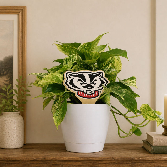 University of Wisconsin Badger Head Color Plant Stake