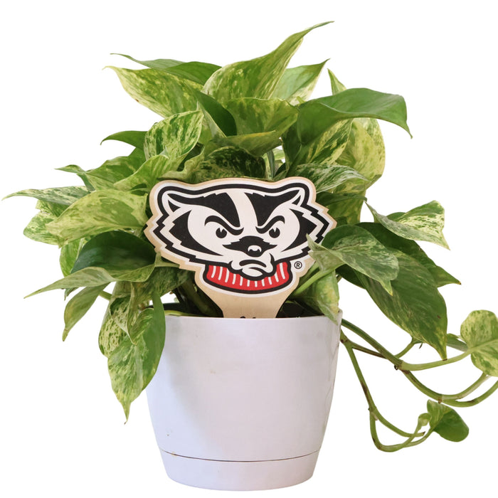 University of Wisconsin Badger Head Color Plant Stake