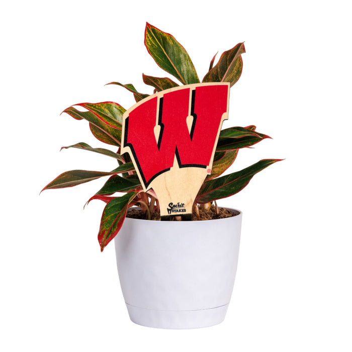 University of Wisconsin Motion W Color Plant Stake