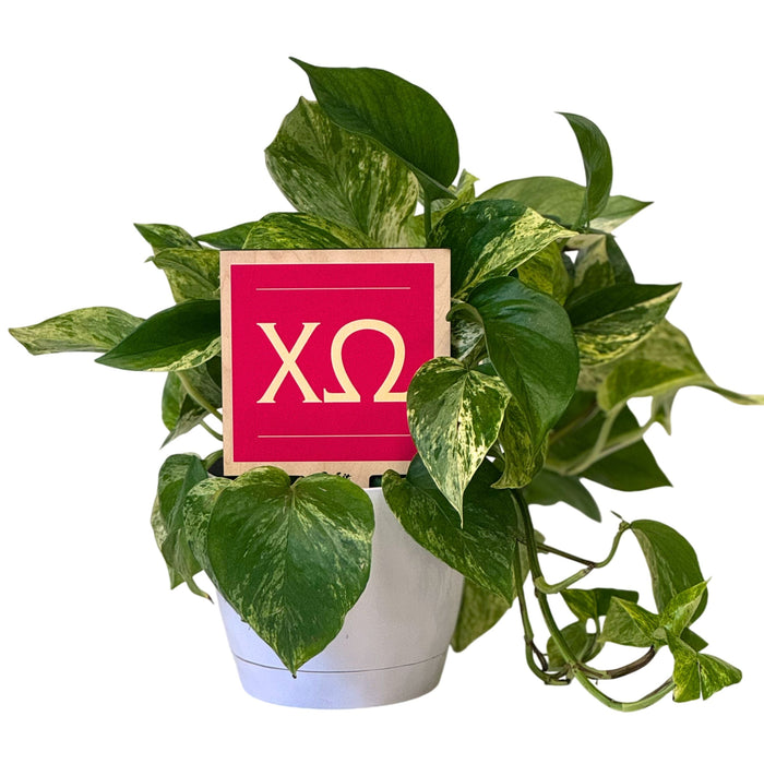 Chi Omega Sign Color Plant Stake