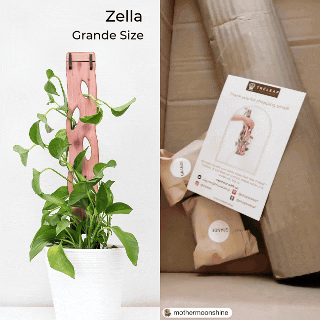 hanging plant support Zella - Wooden Extendable Plant Support Regular Base Kit